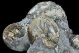 Fossil Ammonite Cluster - South Dakota #115077-4